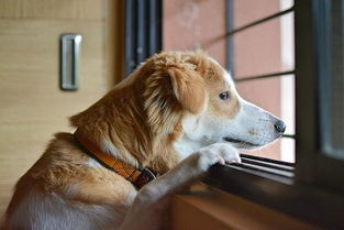 狗狗独自在家总被邻居投诉 它可能有分离焦虑,6种方法帮它缓解