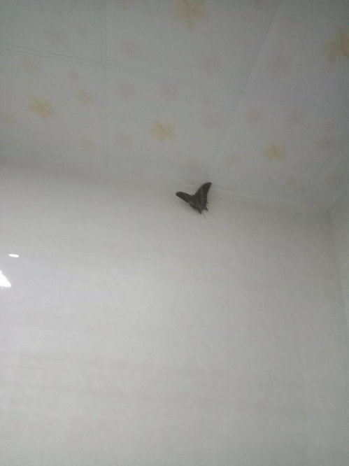 家里厨房出现这种蝴蝶,是什么蝴蝶 是害虫还是益虫 