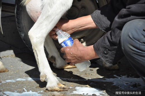 农村大爷做 羊贩子 十多年,高价 抢手货 却赔钱,羊奶免费喝