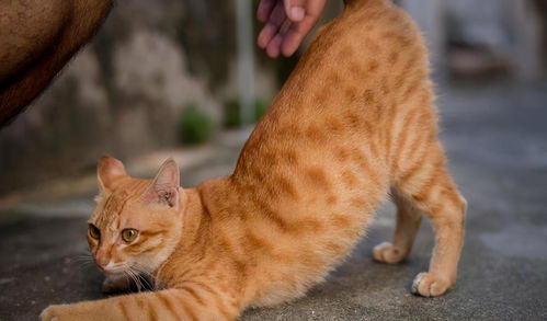 猫咪 伸懒腰 的8个含义,全知道的,说明你很懂它