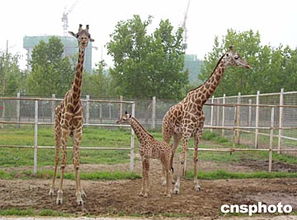 天津动物园繁殖成功雌性长颈鹿 