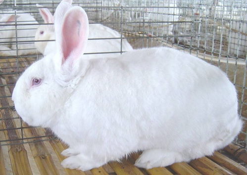 广安比利时兔子幼崽苗技术