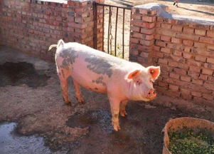 专家说养猪污染环境,建议农村拆猪圈鸡圈,真的有道理吗
