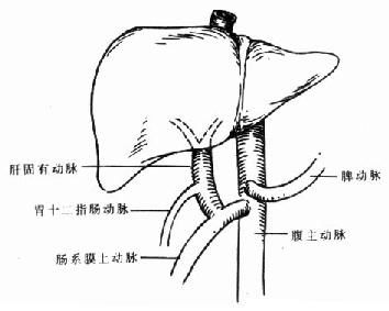 临床肝移植 附录二 东方肝胆外科医院肝移植病人临床资料 