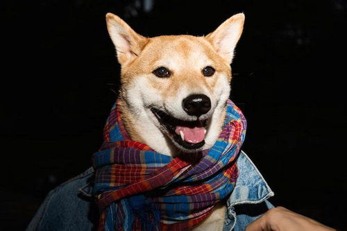 月入九万的狗模特 代言知名时装 诠释人模狗样 