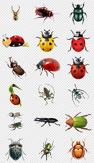 小蟲子圖片素材 小蟲子圖片素材下載 小蟲子圖片大全 我圖