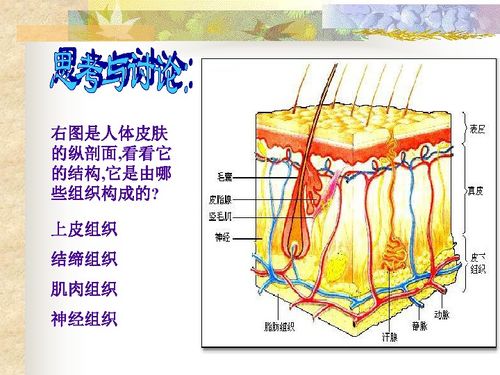 上海版八年级上册生物 1.1.2 器官是由什么构成的 1 器官的概念 16张PPT 