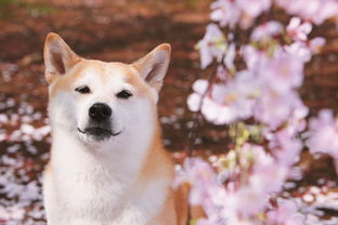 柴犬越长大毛色越浅,成年柴犬吃什么毛色好 