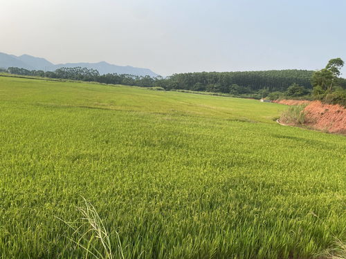 建设美丽乡村 垦造水田篇 296