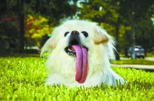 狗的舌头有什么奇妙的作用 