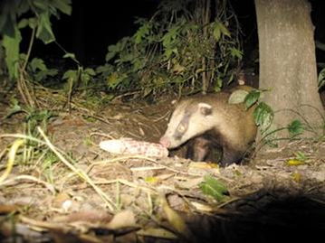 沪最大的野生动物狗獾濒临灭绝 