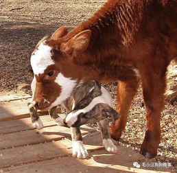 失去母亲的小奶牛被好心人救下,从此有了12位狗妈妈陪她