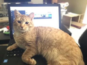 猫事 你都有猫了,为什么还要玩电脑 