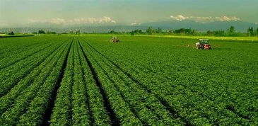 加强田间作物管理 确保农业增效农民丰收