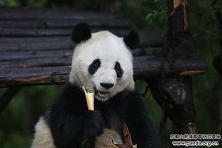 历史铭记 完成 大熊猫基因组草图 的世界第一熊 成都大熊猫 晶晶