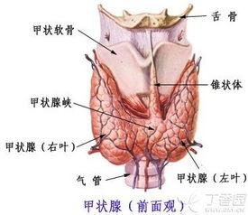 内分泌系统的专业知识