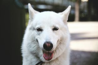 鸡犬不宁的和谐家园——一场鸡和狗的友谊故事，鸡和狗的故事说明了什么